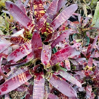 Neoregelia Flash Point
