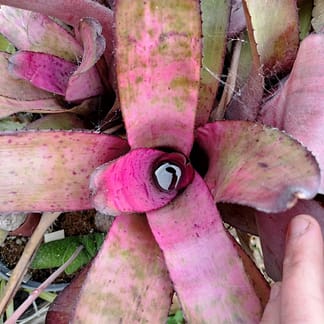 Neoregelia Rainbow x Galaxy