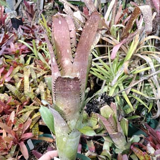 Billbergia Beadle #1550