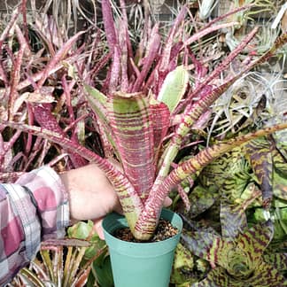 Neoregelia Irazu