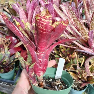 Neoregelia Tweedle Dee x Nightspot D