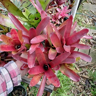 Neoregelia Fireball F2