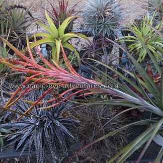 Tillandsia bergiana