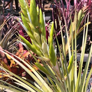 Tillandsia fasciculata var densispica forma alba