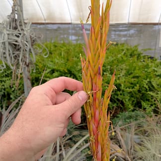 Tillandsia coalcomanensis