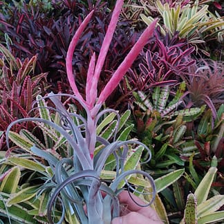 Tillandsia chiapensis x caput-medusae