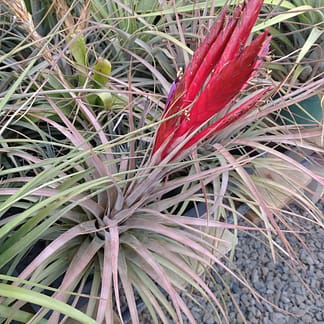 Tillandsia Chamuco