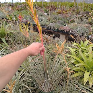 Tillandsia hammeri x rodrigueziana #699