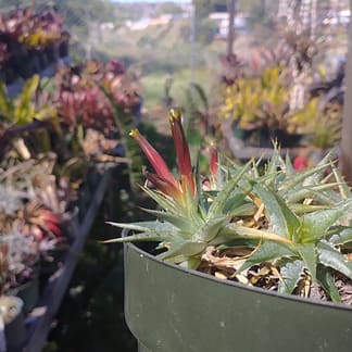 Deuterocohnia lotteae