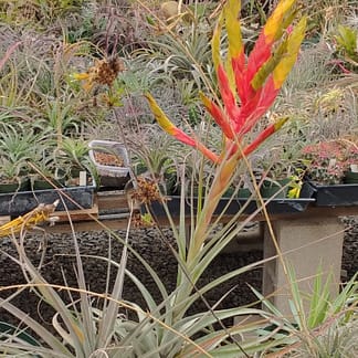Tillandsia zoquensis
