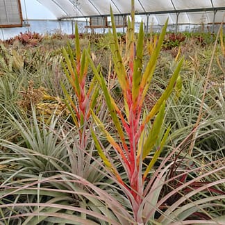 Tillandsia Fireworks