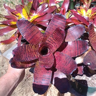 Neoregelia Norman Bates x Blushing Tiger