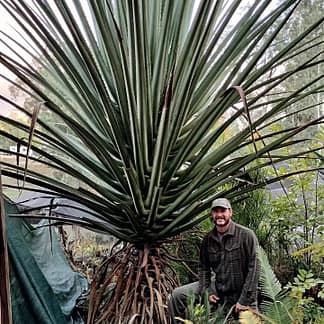 Furcraea macdougallii