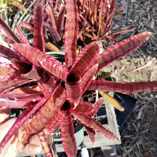 Neoregelia White Hot Embers