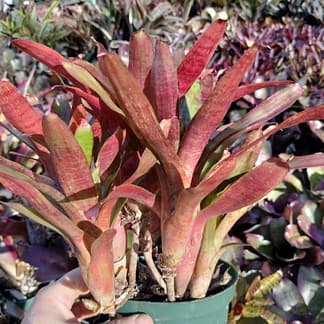 Neoregelia Twizzler