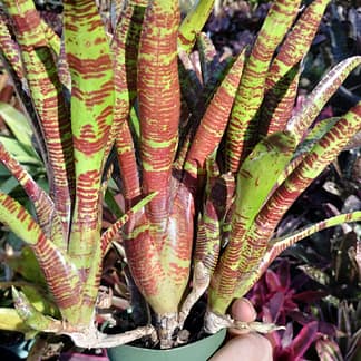Neoregelia lilliputiana x Blushing Tiger