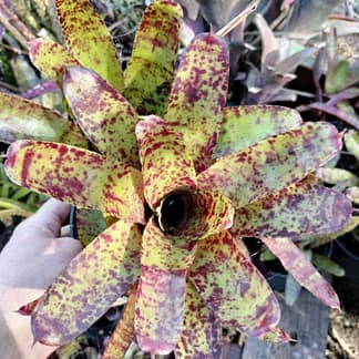Neoregelia Razzy