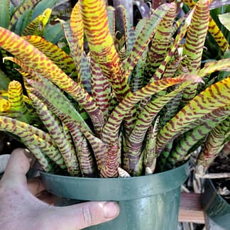 Neoregelia punctatissima Yellow x Blushing Tiger