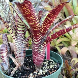 Neoregelia Licorice Twist