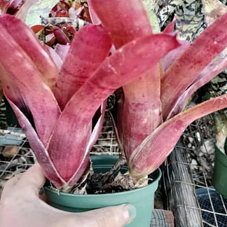 Neoregelia Redbird x Fireball