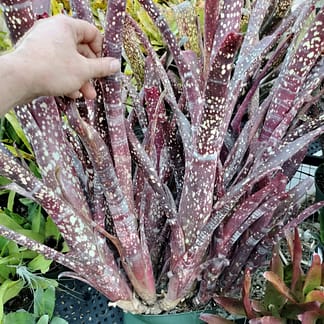 Billbergia Sangre F2