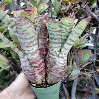 Neoregelia lilliputiana x Tiger clone 3