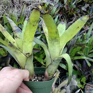 Neoregelia Kryptonite