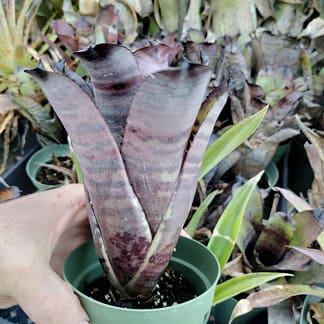 Neoregelia dungsiana x Giant clone 1