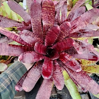 Neoregelia Tunisia