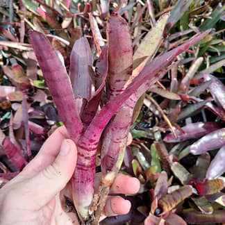 Neoregelia rubrifolia