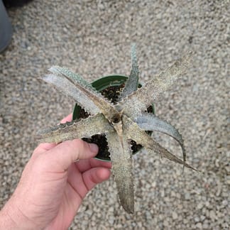 Orthophytum Gold Dust 4" pot