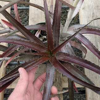 Orthophytum species nova - red, narrow leaf