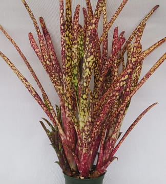 Billbergia Blue Moon – Andys Bromeliads