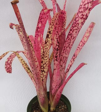 ブロメリア・エアープランツ Billbergia Kolan Cracker ブロメリア・エアープランツ Billbergia Kolan Cracker ブロメリア