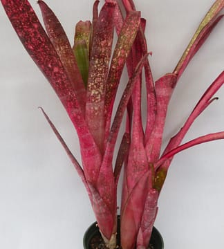 ブロメリア・エアープランツ Billbergia Talbot Eve Billbergia Talbot Eve – Andys Bromeliads