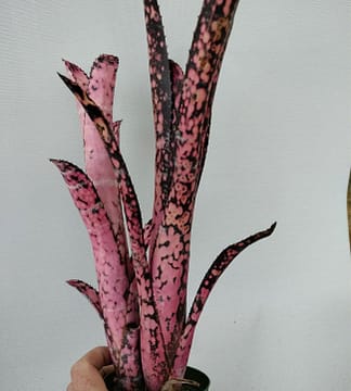 Billbergia Black Pearl – Andys Bromeliads