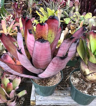 Neoregelia Norman Bates x Blushing Tiger – Andys Bromeliads