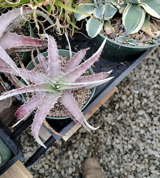 Hechtia sp. nova AS276 – Andys Bromeliads