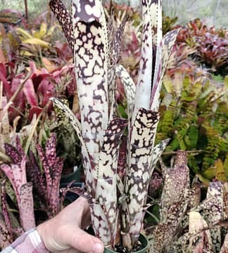 Billbergia Domingos Martins – Andys Bromeliads