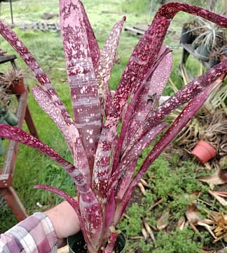 Billbergia Domingos Martins – Andys Bromeliads