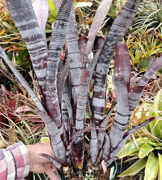 Billbergia Blue Moon – Andys Bromeliads