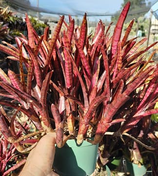 ネオレゲリア ノーマン・ベイツ Neoregelia Norman Bates Neoregelia