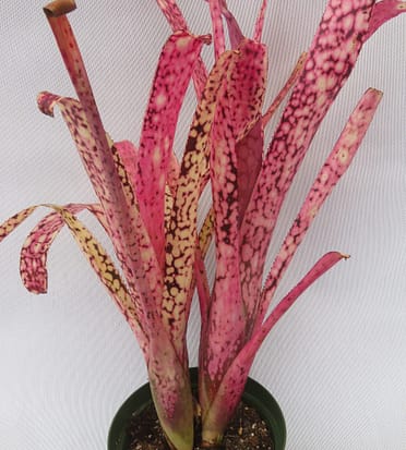 Billbergia Berry Blast – Andys Bromeliads