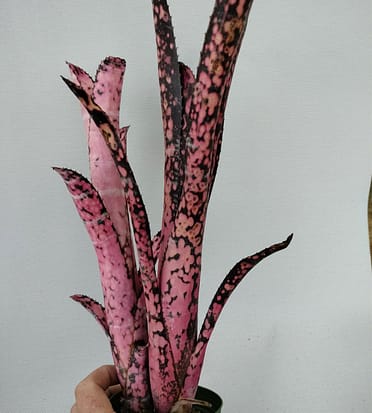 Billbergia Berry Blast – Andys Bromeliads