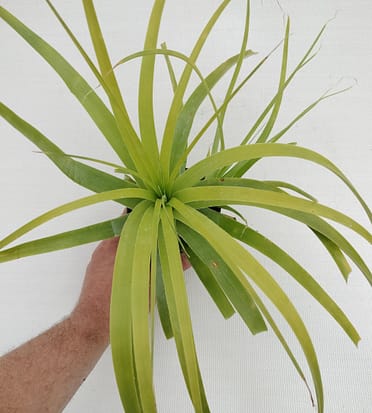 Hechtia – Andys Bromeliads