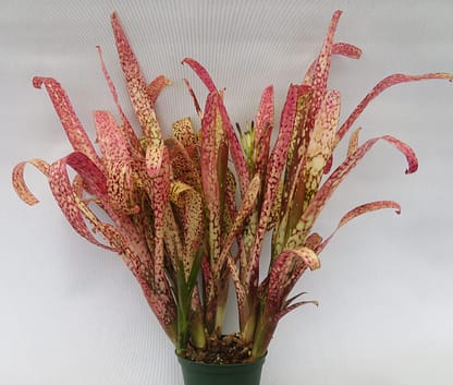 ブロメリア・エアープランツ Billbergia Talbot Evita Billbergia Talbot Eve – Andys Bromeliads