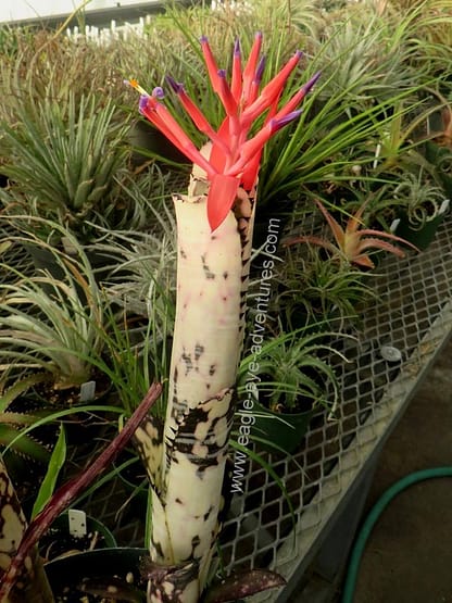 Billbergia Domingos Martins – Andys Bromeliads