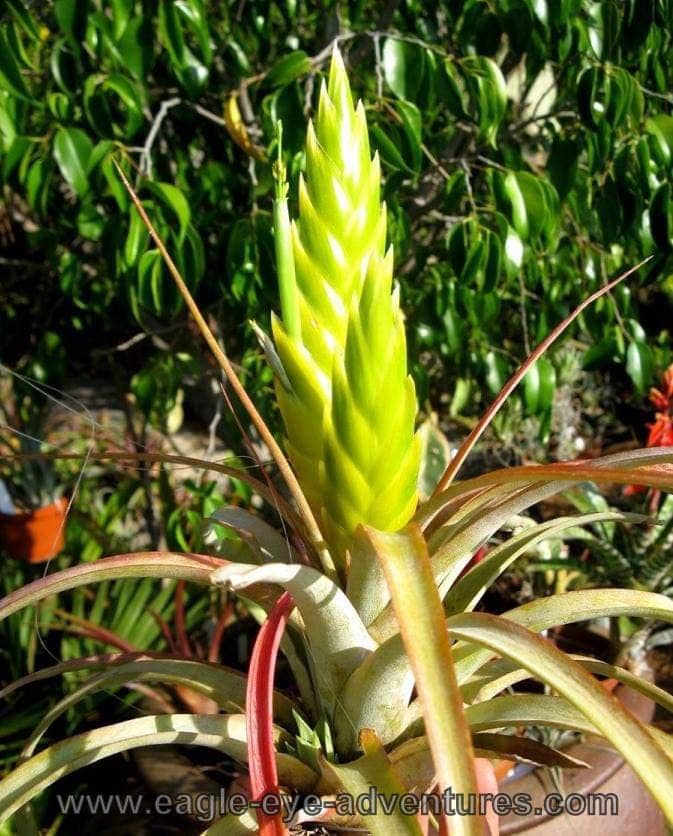 Tillandsia marabascoensis - Image 2