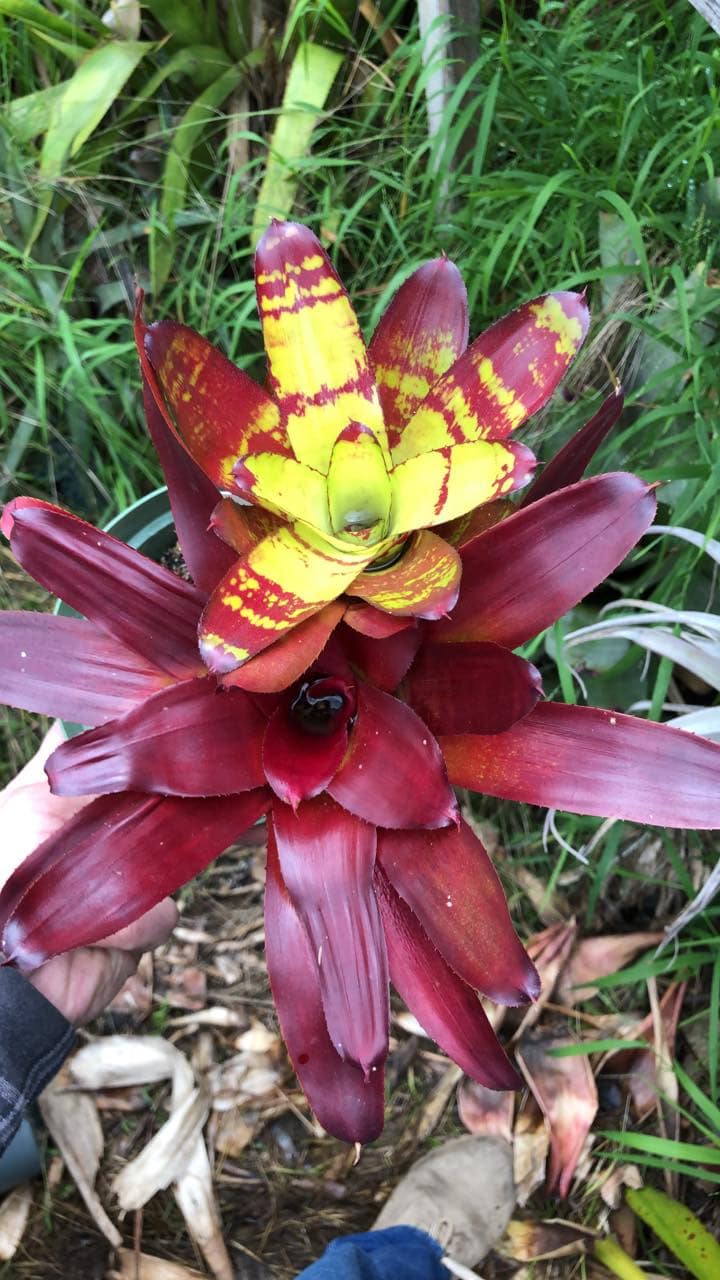 Neoregelia Brian Weber - Image 2