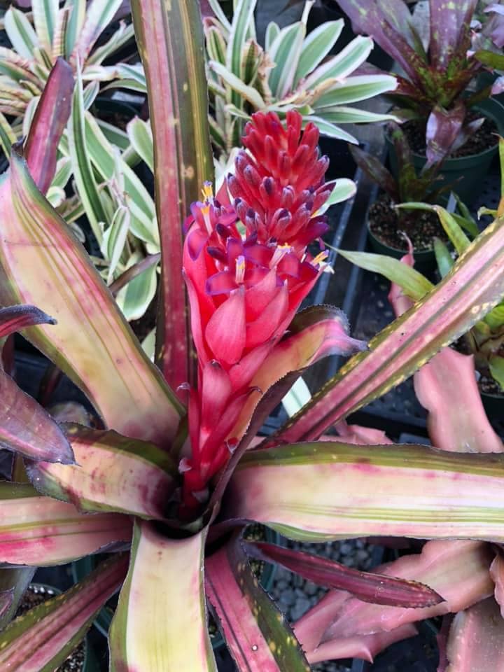 Billbergia Allan Ladd - Image 2